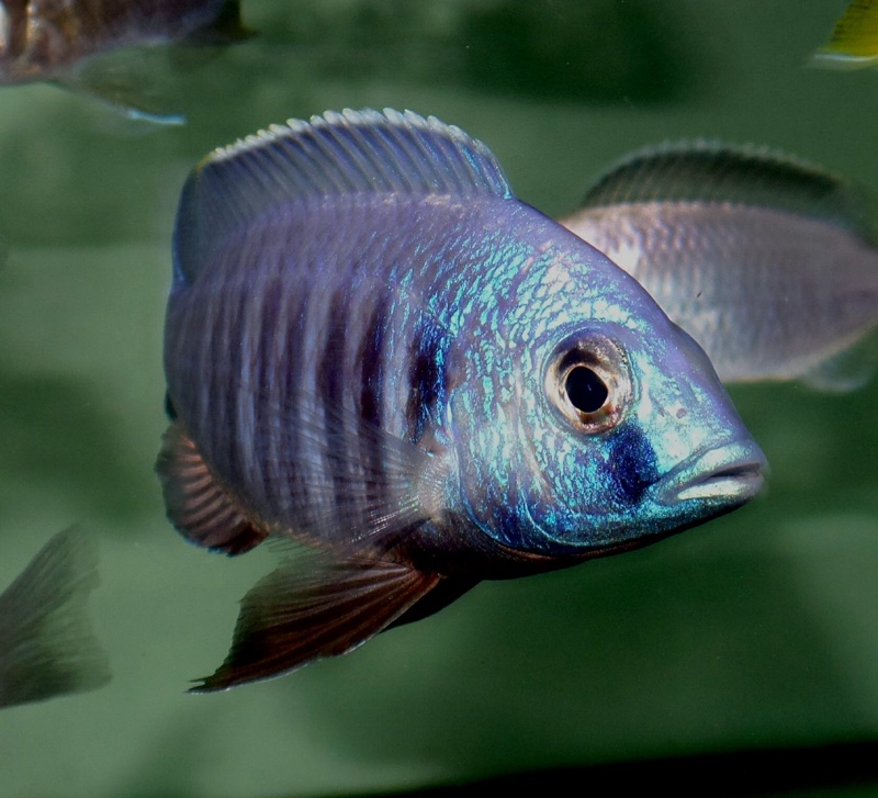 Placidochromis sp. 'electra blue' Hongi Island